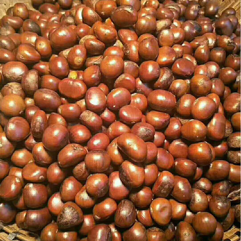 客户使用炒板栗机炒板栗效果