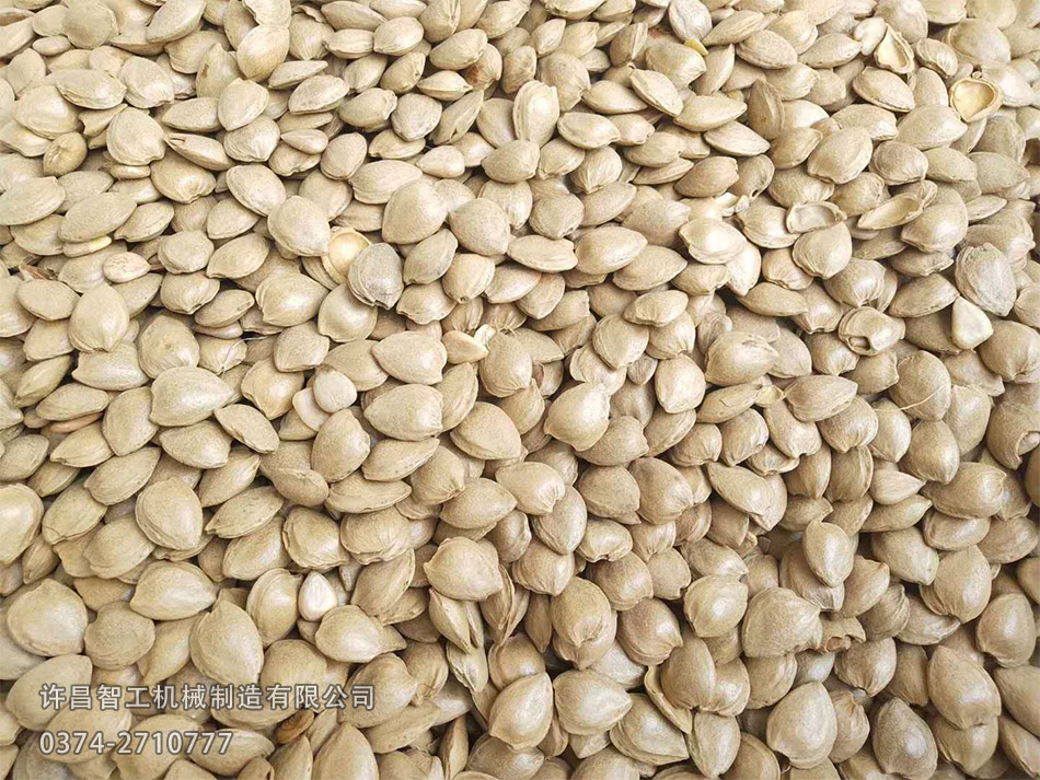炒货机炒制杏仁效果