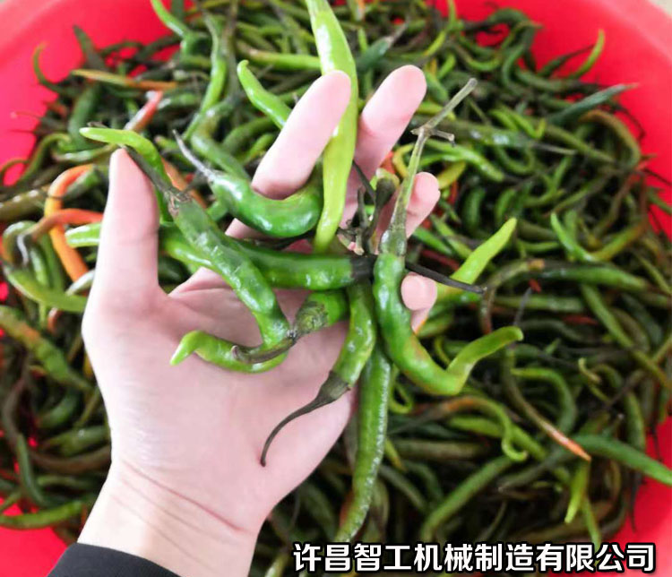 辣椒炒货机